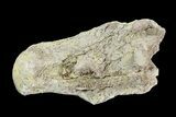 Mosasaur (Platecarpus) Dorsal Vertebra - Kansas #93761-3